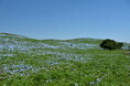 ネモフィラ　明日から3分咲きとなります（国営ひたち海浜公園）