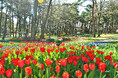 チューリップまもなく見頃です（国営ひたち海浜公園）