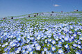 ネモフィラ　現在5分咲き、まもなく見頃（7分咲き）を迎えます！（国営ひたち海浜公園）