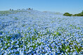 ネモフィラ 見頃（７分咲き）になりました（国営ひたち海浜公園）