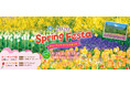 「SPRING FESTA 2026～チューリップ・ナノハナまつり～ 」 【国営アルプスあづみの公園　堀金・穂高地区】