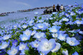 25年目を迎えたネモフィラ、満開に！（国営ひたち海浜公園）