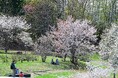 春の花々が続々開花中！5/9（土）～17（日）「シラネアオイと春の野の花まつり」開催！（国営滝野すずらん丘陵公園）