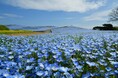 ネモフィラの見頃期間を延長！　満開は4月26日まで、見頃後半は5月1日まで（国営ひたち海浜公園）