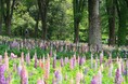 『ルピナス』『デルフィニウム』見頃です（国営武蔵丘陵森林公園）
