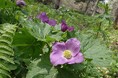 ”山野草の女王”シラネアオイまもなく見頃！「シラネアオイと春の野の花まつり（5/9～17）」本日より開催！（国営滝野すずらん丘陵公園）