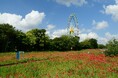 シャーレーポピー見頃です（国営ひたち海浜公園）