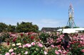 バラ　見頃です（国営ひたち海浜公園）