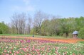 【札幌近郊最大級！】チューリップ まもなく見頃！！(国営滝野すずらん丘陵公園）