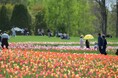 【札幌近郊最大級！丘を彩る23万球】チューリップ見頃！(国営滝野すずらん丘陵公園）