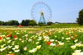 カリフォルニアポピー「バレリーナ」がまもなく見頃です（国営ひたち海浜公園）