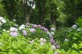 新宿中央公園　梅雨に楽しむ公園さんぽ