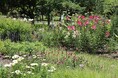 ペレニアルガーデンの夏の花壇【国営海の中道海浜公園】
