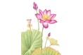 国営平城宮跡歴史公園「花蓮の交流展」2026年8月23日まで開催