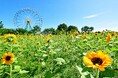 バラエティに富んだヒマワリたち、見頃を迎えました（国営ひたち海浜公園）