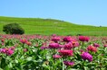 約35万本のジニアが織りなす花風景（国営ひたち海浜公園）