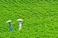 グリーンコキアで、夏だけのフォトタイム（国営ひたち海浜公園）
