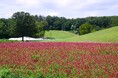 夏の新たな花風景 「サルビア(ローマンレッド) 」見頃 を迎えました（国営武蔵丘陵森林公園）