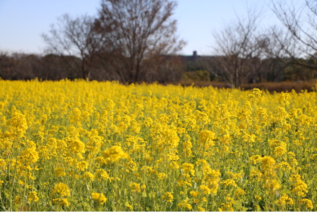 見頃を迎えた菜の花「伏見寒咲」