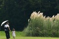 パンパスグラスの花穂が出始めました。（国営ひたち海浜公園）
