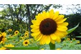 新宿中央公園　公園と美術館で！楽しむヒマワリ