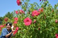 大きな花に思わずカメラを向けたくなる！タイタンビカスが開花中！（国営ひたち海浜公園）