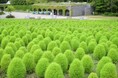 【ふわふわ＆もこもこ】グリーンコキア見頃！（国営滝野すずらん丘陵公園）