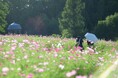【本格的な秋はすぐそこ！】「コスモスフェスタ2026」9/12（土）より開催！（国営滝野すずらん丘陵公園）