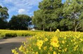 「秋の花物語」開催（国営木曽三川公園　木曽三川公園センター）