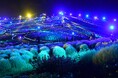コキアライトアップ2026　まもなく開催（国営ひたち海浜公園）