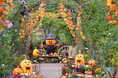 秋バラとハロウィン・ハーベスト開催（国営越後丘陵公園）