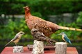 剥製と語りで楽しむ文学「宮沢賢治作品を彩る鳥たち」参加者募集（長野県烏川渓谷緑地）