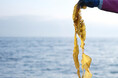 【SHIRO】LIMITED SKINCARE 旬シリーズ がごめ昆布
