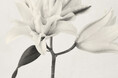 【SHIRO】LIMITED FRAGRANCE ホワイト