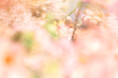 【SHIRO LIMITED PERFUME】SPRING LETTER