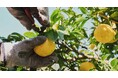 【SHIRO】株式会社シロは2025年7月22日(火)に徳島県那賀町と「地域農業活性化包括連携協定」を締結