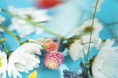 【SHIRO】LIMITED FRAGRANCE サマーブーケ