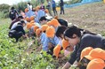 国際こども・福祉カレッジ【グループ企業コラボ授業】こどもたちとの芋掘り体験で深める保育の実践力!