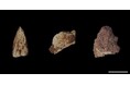 旧石器時代末期の狩猟対象を放射光X線CTで解明─特別史跡「福井洞窟」出土、約１万６千年前の焼骨片を非破壊で動物種推定─