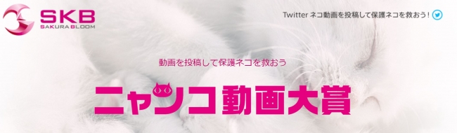 ニャンコ動画で保護ネコに愛の手を Sakura Bloom Skb のプレスリリース