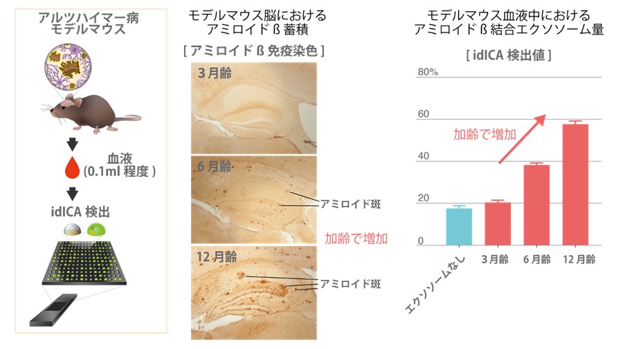 少量の血液からアミロイドss結合エクソソームを検出する技術を開発 凸版印刷株式会社のプレスリリース