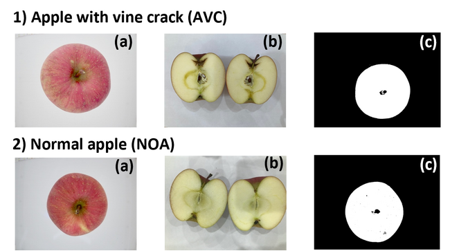 量子カーネル法を用いたリンゴの品質比較（一例） 1)つる割れのあるリンゴ（AVC）、2)正常なリンゴ（NOA） (C)TOPPAN INC.