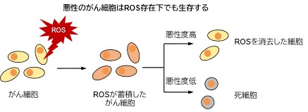 悪性度の高いがん細胞が持つROS防御システム