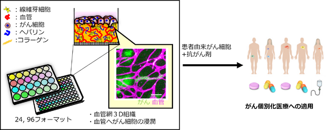 今回の研究成果のイメージ