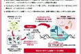 新しい小型ゲノム編集ツールを純国産で開発
