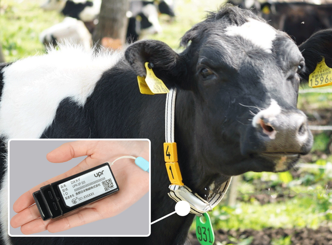 牛の発情・体調不良検知の自動化 畜産業界の人手不足解決を目指し実証 