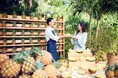 【星野リゾート 西表島ホテル】市場に出回ることが珍しいピーチパインをとことん楽しむ「春のピーチパイン祭り」今年も開催