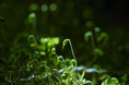 【奥入瀬渓流ホテル】早春の花咲く苔を愛でるプログラム「春のお苔見」今年も実施
