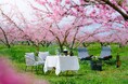 【星のや富士】2つの特等席で花見を堪能する1日1組限定の「桃源郷グランピングランチ」今年も開催