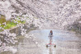 【BEB5土浦】360°桜に包まれる絶景を川面から独り占め!「お花見水上サイクリング」今年も開催